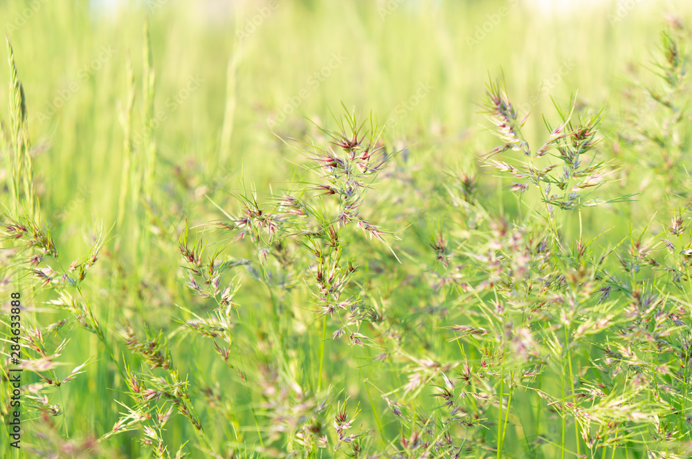 Juicy green young spikelets on a meadow on a background of green grass in the rays of the sun. Wild herbs. Spring wallpaper