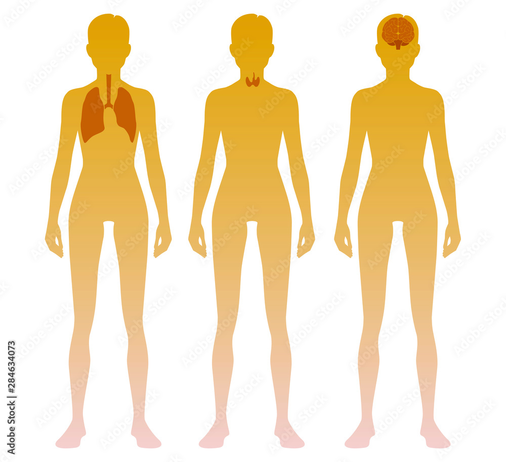 Woman silhouette with lung, thyroid and brain location on body. Illustration Woman silhouette with lung, thyroid and brain location on body. Illustration
