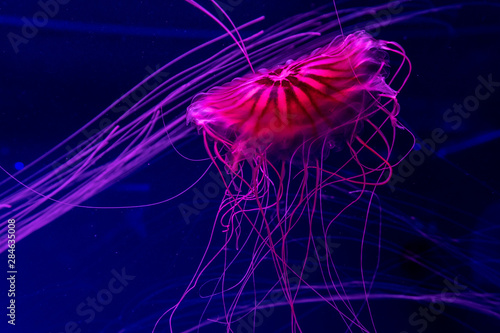 aquarium of jellyfish, fish, seaweed