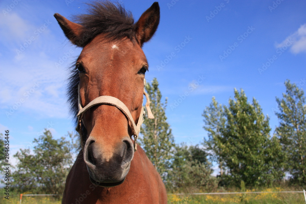 Horse face with blue sky on background. Icelandic horse. Horse face with blue sky on background. Icelandic horse.