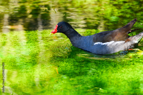 poule d eau bec rouge