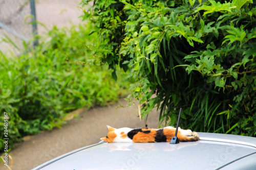 車の上で昼寝する猫