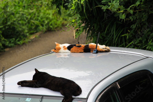 車の上で昼寝する２匹の猫