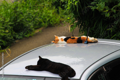 車の上で昼寝する２匹の猫