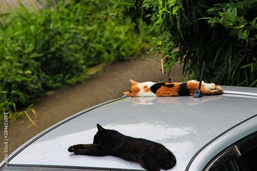 車の上で昼寝する２匹の猫