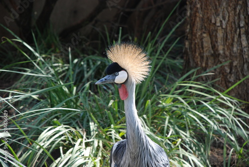 A close up of a Grey Crowned Crane in South Africa © Rob