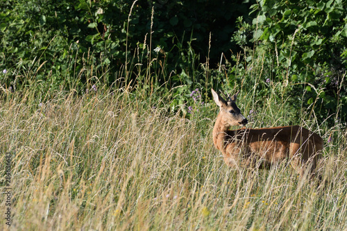 Fototapeta Naklejka Na Ścianę i Meble -  Roe buck walking hidden in the high grass close up
