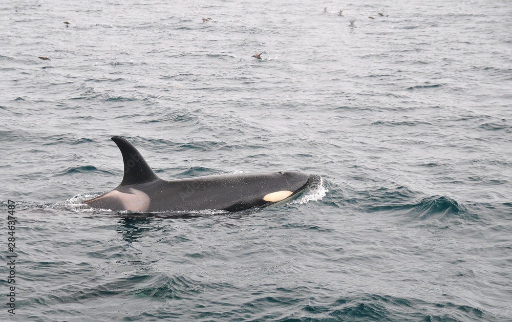 Fototapeta premium Orca in Japan