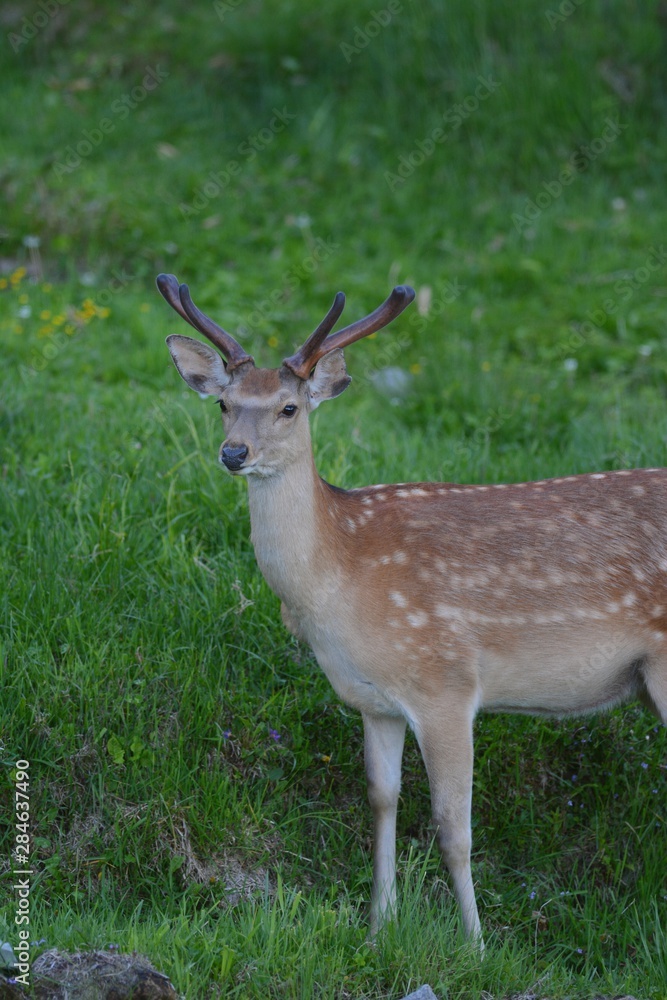 Deer in Shiretoko in Japan Deer in Shiretoko in Japan