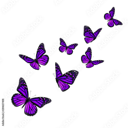 Beautiful purple monarch butterfly © thawats