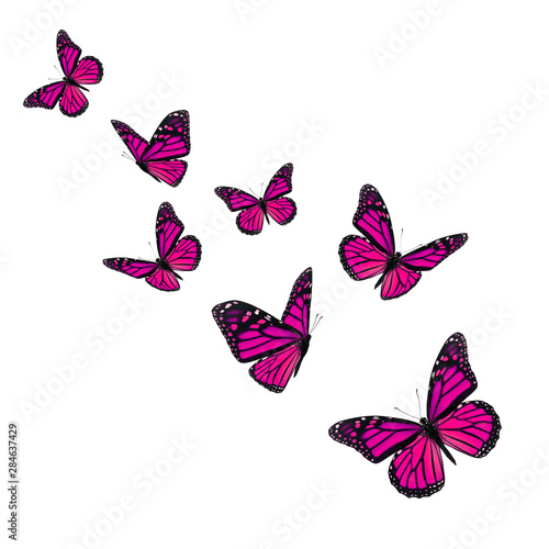 Beautiful pink monarch butterfly
