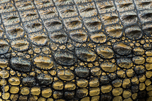 Crocodile Skin texture - Uganda, Africa
