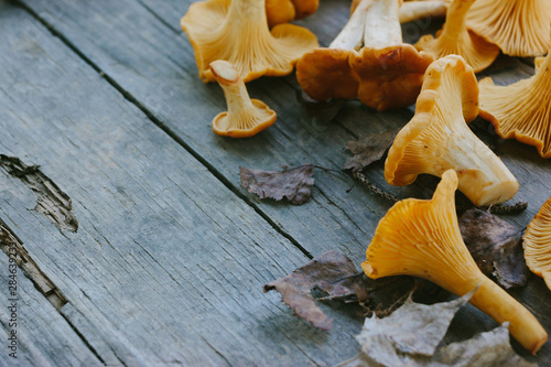 Yellow fresh chanterelle mushrooms on a wooden gray background.