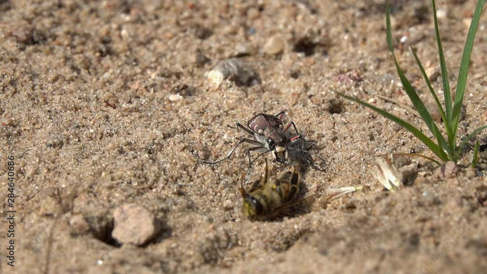 Northern Dune Tiger Beetle (Cicindela hybrida) bites a dead bee and suck out it, slow motion. Slowed down 4 times Northern Dune Tiger Beetle (Cicindela hybrida) bites a dead bee and suck out it, slow motion. Slowed down 4 times