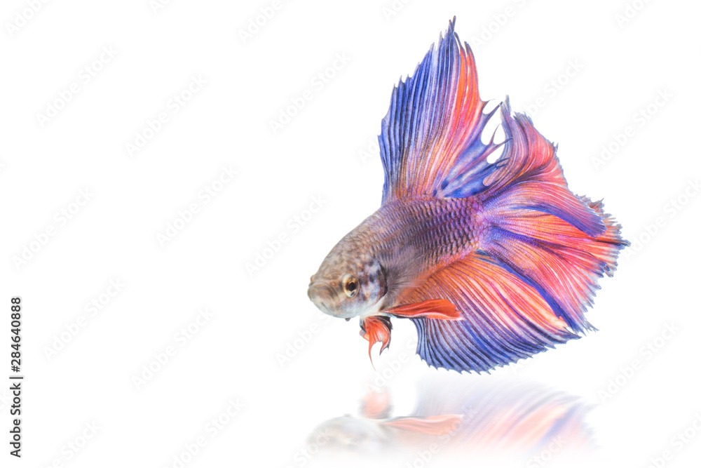 Obraz premium Siamese fighting fish isolated on White background this has clipping path.