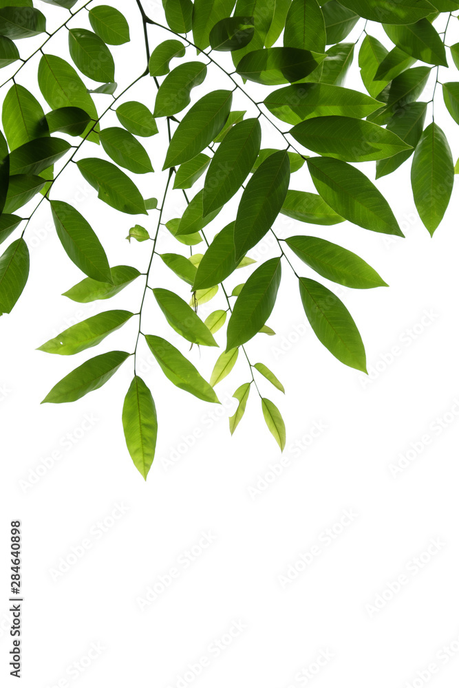 green tree branch isolated on white green tree branch isolated on white