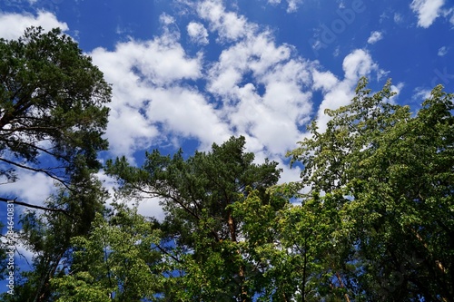 Wolken an einem blauen Himmel   ber den Wipfeln von B  umen eines Mischwalds