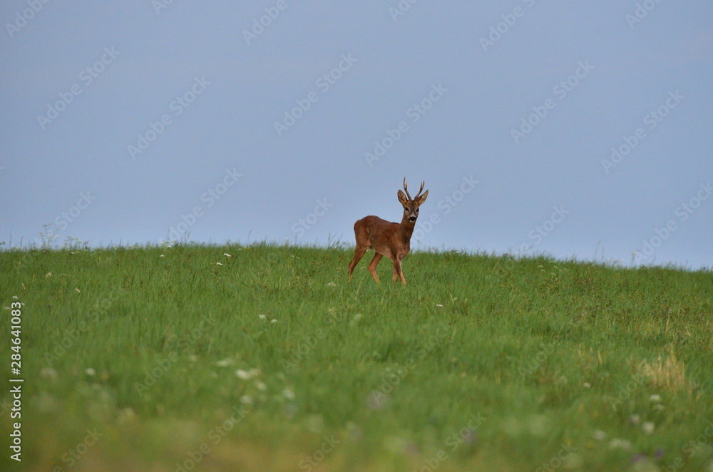 Roe deer walking on the meadow with green grass