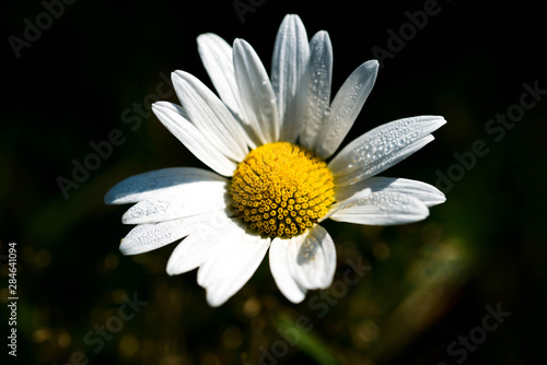 Daisy on morning sunlight   water droplets  dew on the white petals close up macro shot.