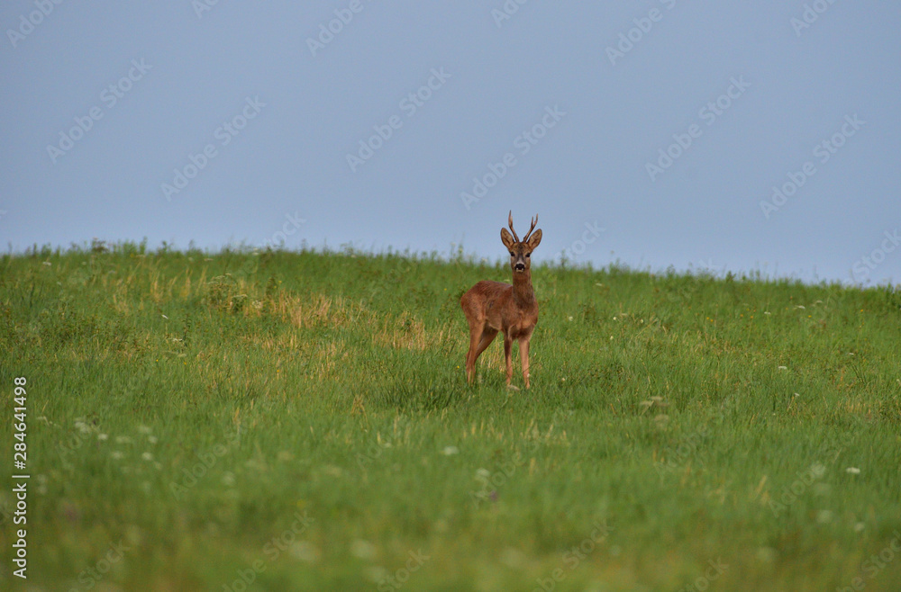 Roe deer walking on the meadow with green grass Roe deer walking on the meadow with green grass