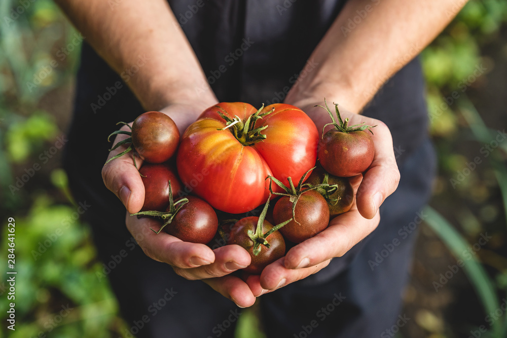 Organic vegetables. Healthy food. Fresh organic tomato and tomatoes cherry in farmers hands - obrazy, fototapety, plakaty 