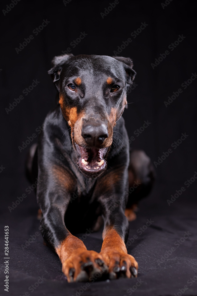 Dobermann Dobermann