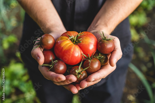 Organic vegetables. Healthy food. Fresh organic tomato and tomatoes cherry in farmers hands photo