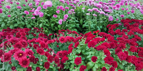 Panoramic Beautiful Wallpaper of chrysanthemum flowers © lumikk555