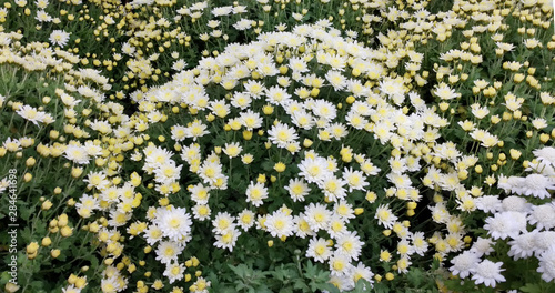 Tablou canvas Beautiful background of white chrysanthemum flowers