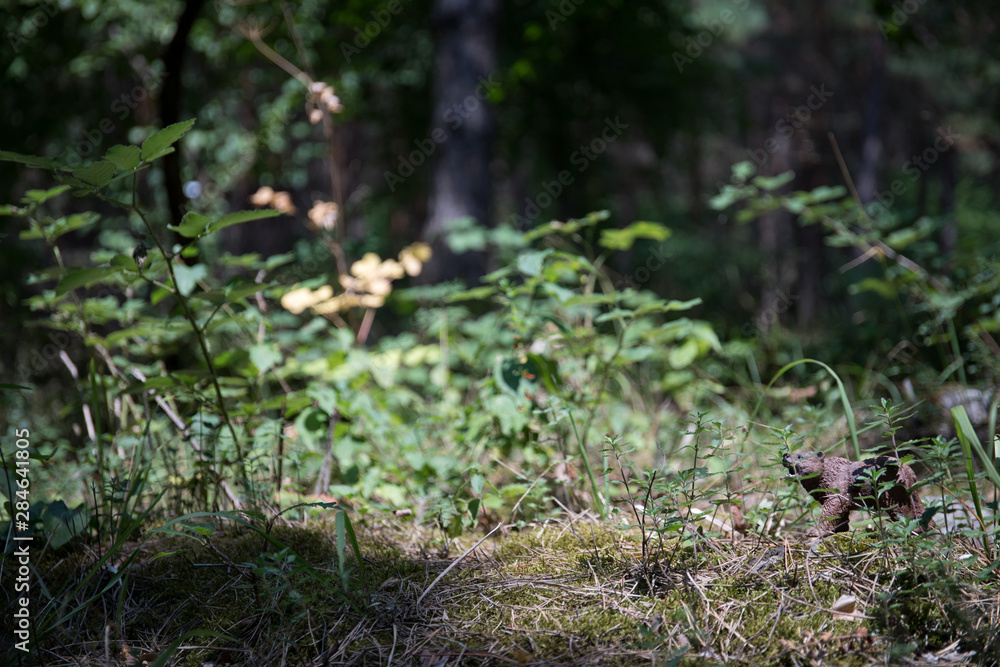 Brown bear walking in forest. Mini bear figure (or toy bear) at the park. Brown bear walking in forest. Mini bear figure (or toy bear) at the park.