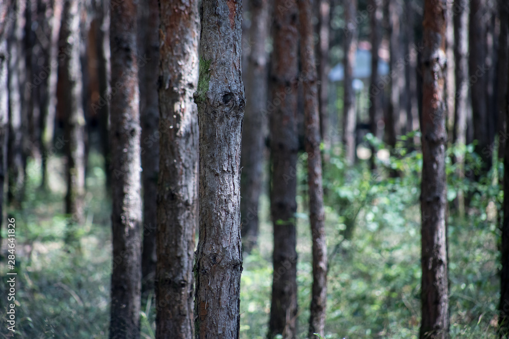 Fototapeta premium Bark of Pine Tree close up. Beautiful pine forest at summer time.