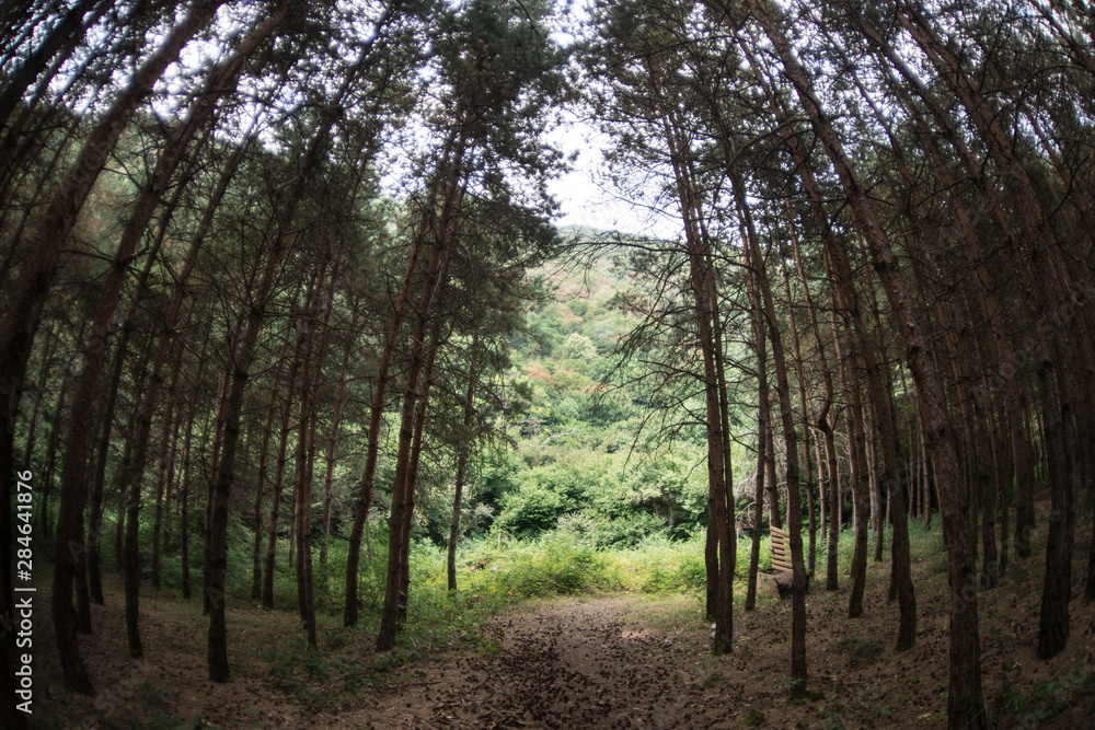 Obraz premium Forest landscape.Beautiful forest nature. Tall old pine trees. Summer sunny day.