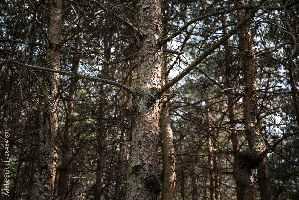 Bark of Pine Tree close up. Beautiful pine forest at summer time.