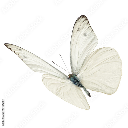 white butterfy flying photo