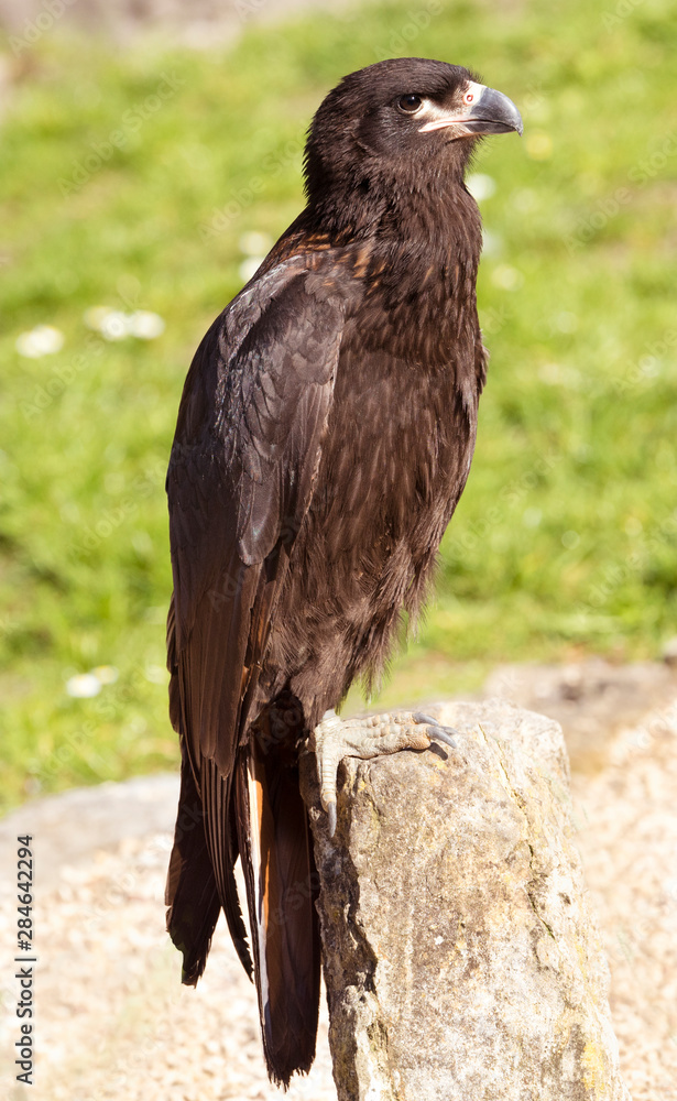 Striated Caracara or Johnny Rook (Phalcoboenus australis) portrait Striated Caracara or Johnny Rook (Phalcoboenus australis) portrait