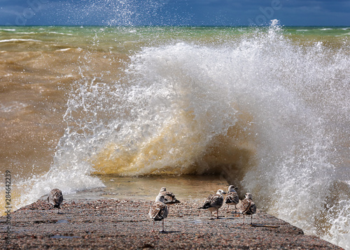 Big wave splash and young seagulls on the pier. Storm on the west coast of Crimea. Black Sea