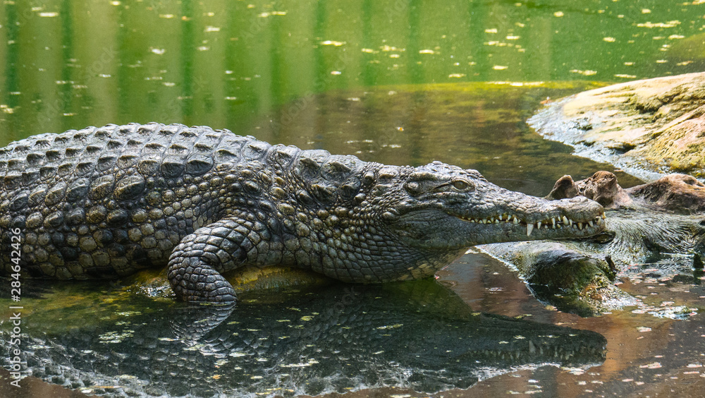 Obraz premium Crocodile