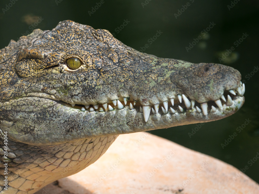 Obraz premium Crocodile