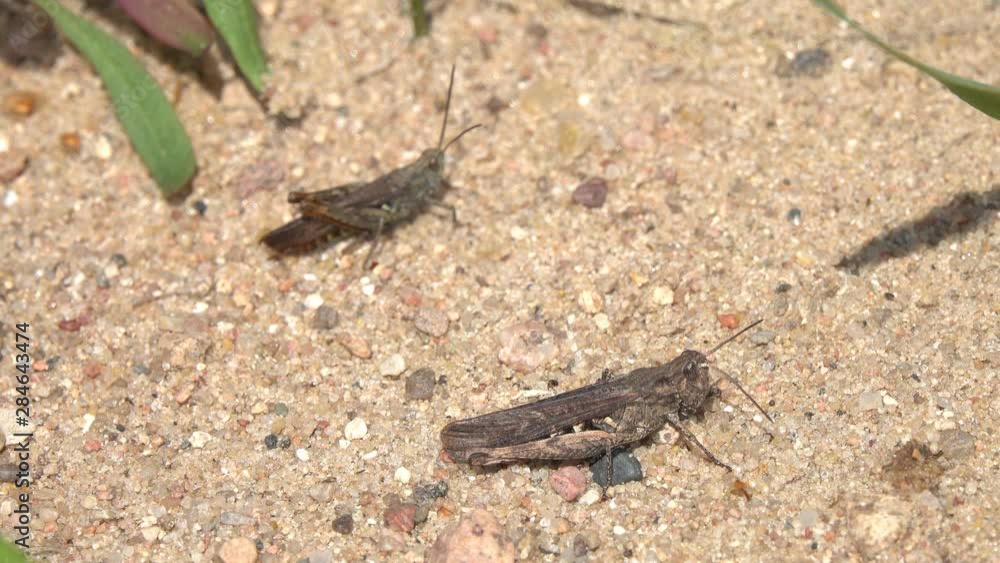 Grasshopper sings a song next to a female Grasshopper sings a song next to a female