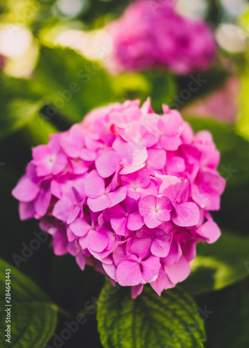 pink flower in the garden © Maksim Maltsev