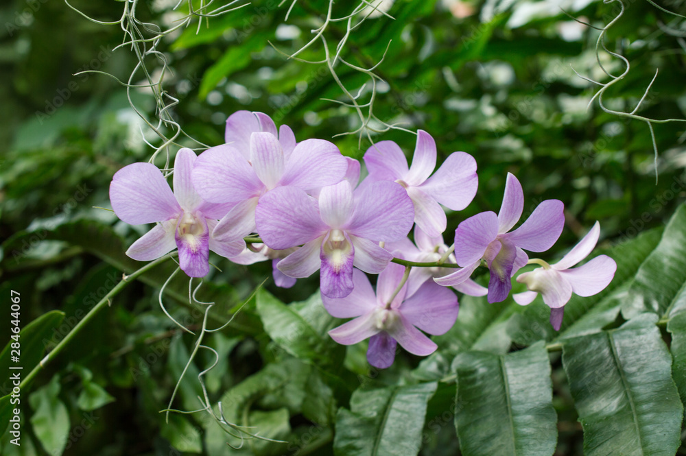 Fototapeta premium Violet orchid