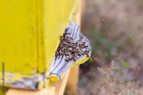 Bees working near the hive