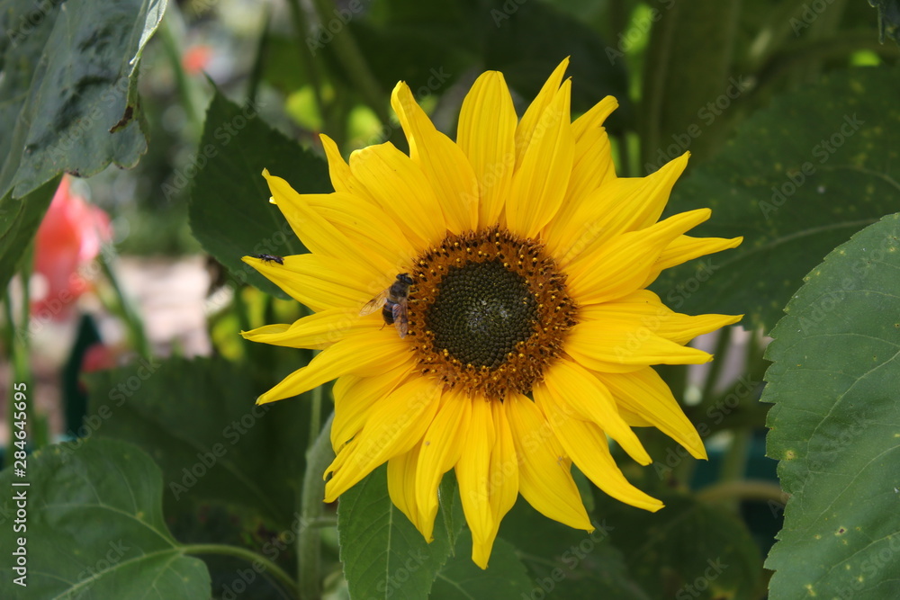 Obraz premium Sunflowers