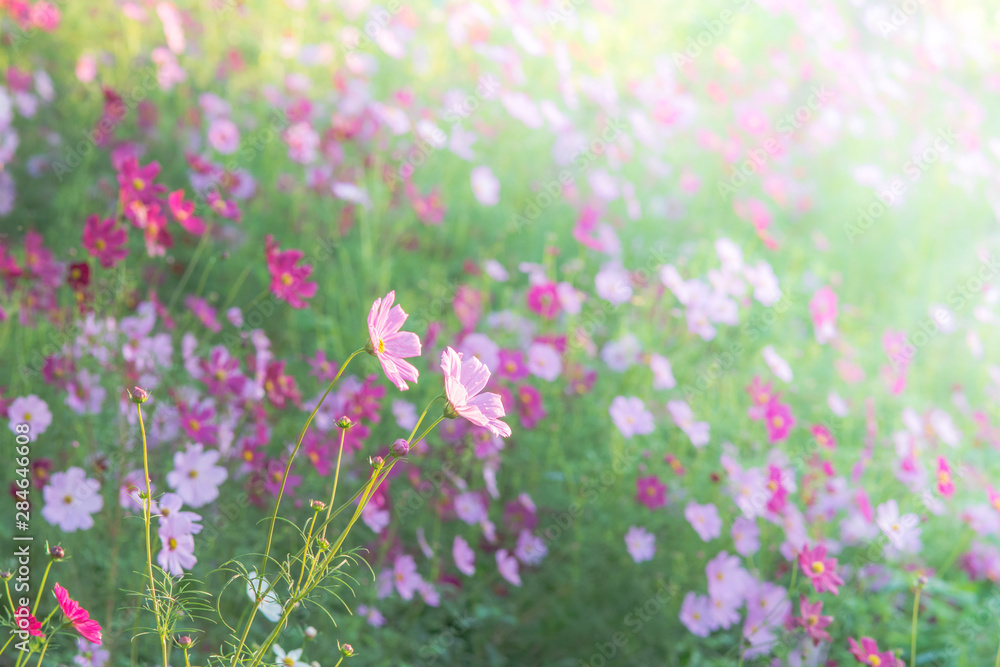 Obraz premium Soft, selective focus of Cosmos, blurry flower for background, colorful plants