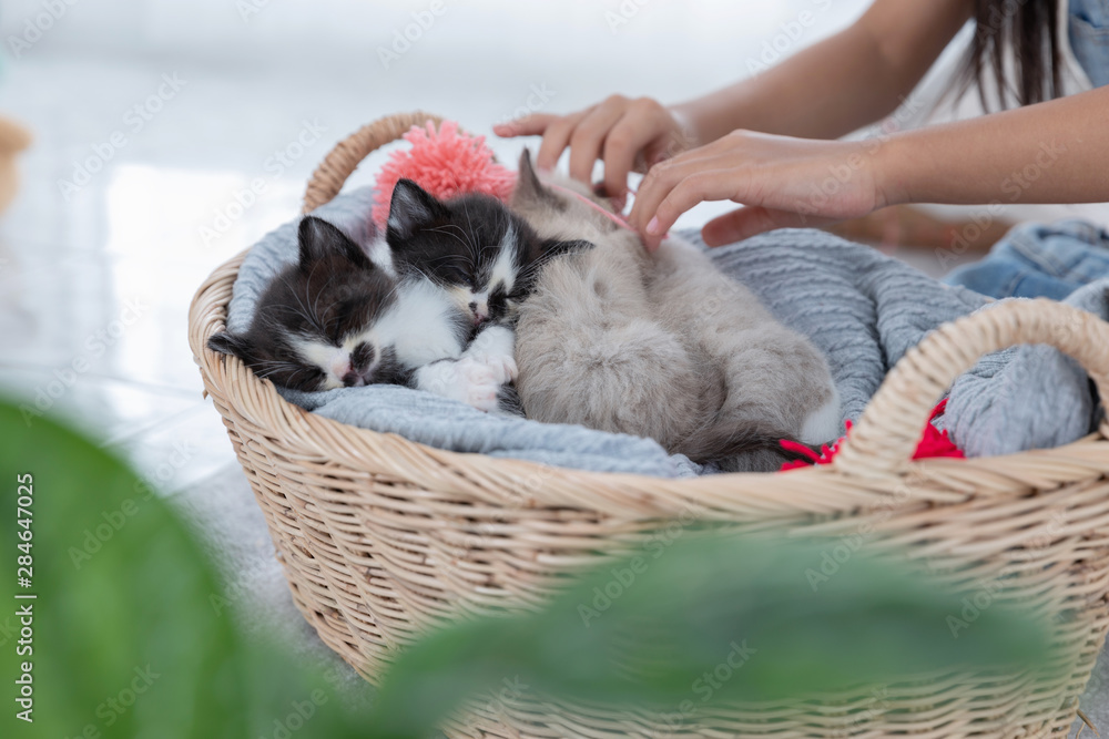 Group persian kittens sleep on basket.