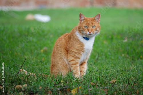 portrait of a beautiful red cat on a green lawn. red cat sitting on the grass © androsov858