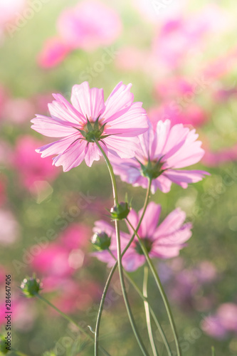 Soft, selective focus of Cosmos, blurry flower for background, colorful plants © YuiYuize