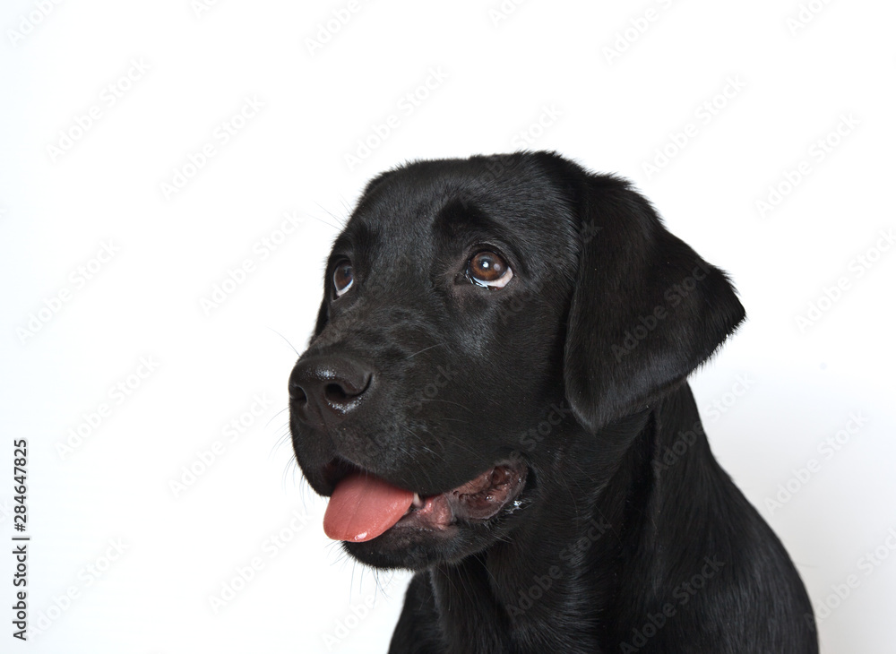 Dog breed black labrador puppy with pink tongue portrait on white background Dog breed black labrador puppy with pink tongue portrait on white background