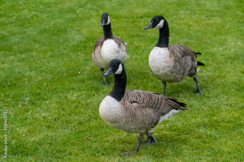 canada geese on green grass