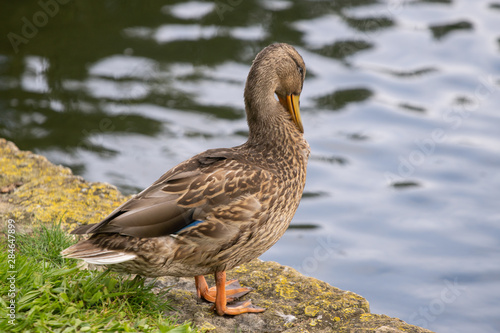 duck © Steve